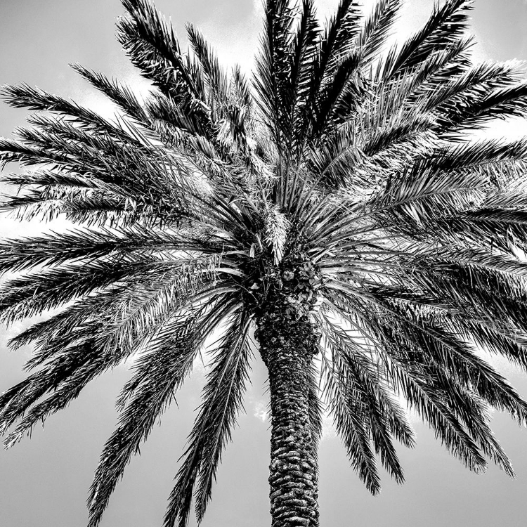 Picture of UNDER THE PALM