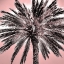 Picture of UNDER THE PALM PINK