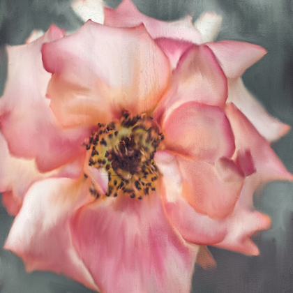 Picture of DUSTY ROSE