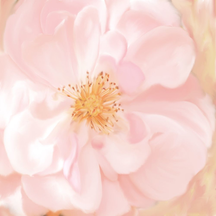 Picture of PRETTY PINK