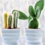 Picture of CACTUS
