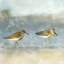Picture of SANDPIPERS