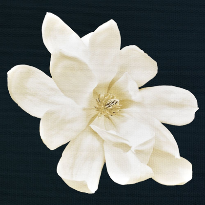 Picture of MAGNOLIA 1
