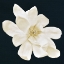 Picture of MAGNOLIA 1