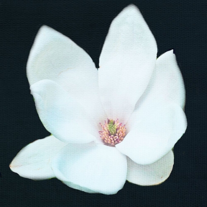 Picture of MAGNOLIA 2