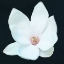 Picture of MAGNOLIA 2