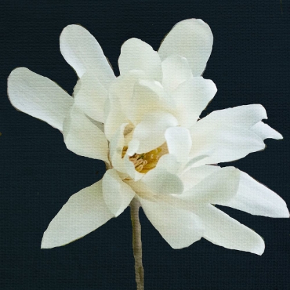 Picture of MAGNOLIA 3