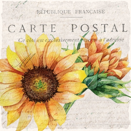 Picture of SUNFLOWER POSTCARD 1