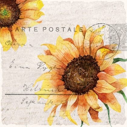 Picture of SUNFLOWER POSTCARD 2
