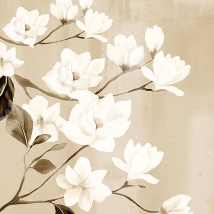 Picture of MAGNOLIA