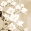 Picture of MAGNOLIA