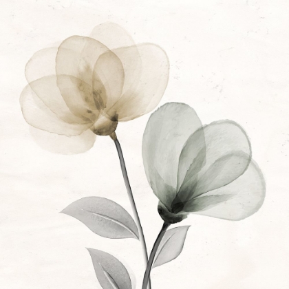 Picture of OPEN BLOOM 1