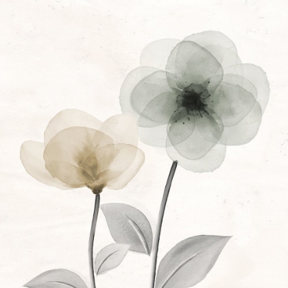 Picture of OPEN BLOOM 2