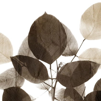 Picture of CHOCOLATE LEAVES 1