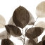 Picture of CHOCOLATE LEAVES 1