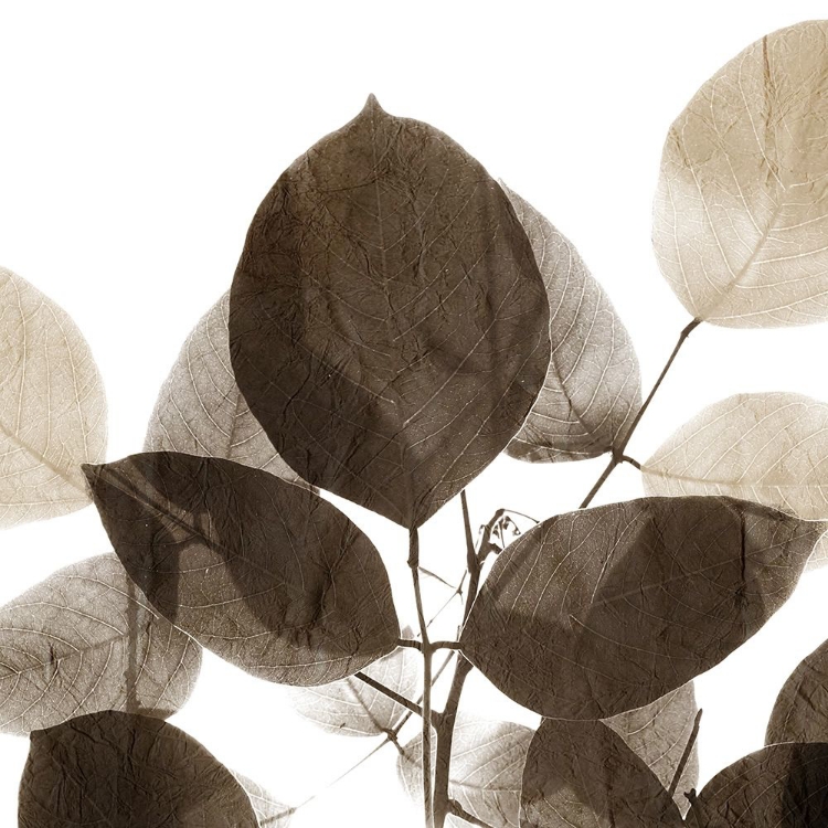 Picture of CHOCOLATE LEAVES 1