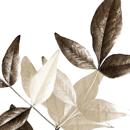Picture of CHOCOLATE LEAVES 2