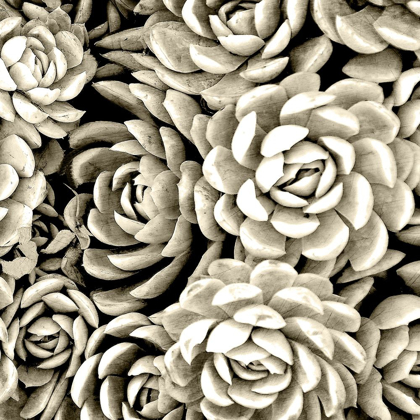 Picture of SUCCULENT MONO