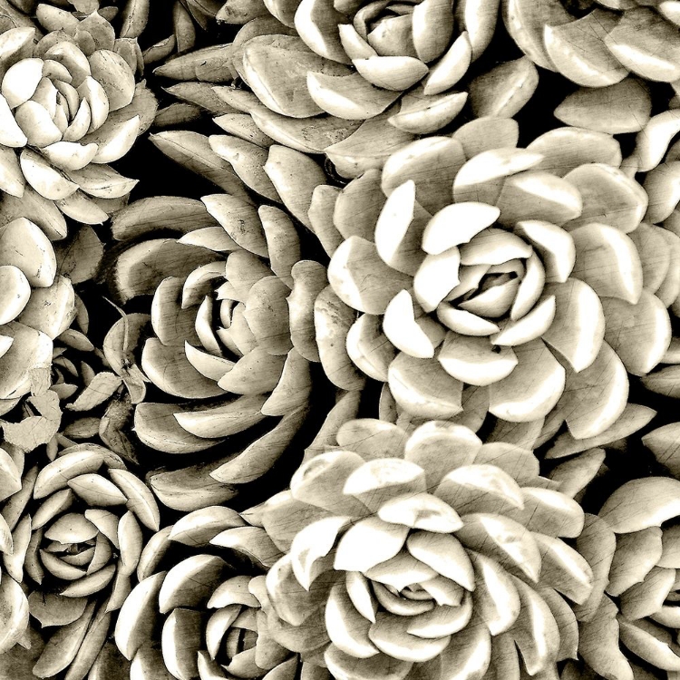 Picture of SUCCULENT MONO