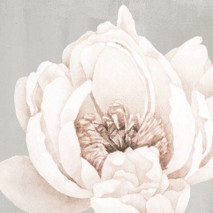 Picture of NEUTRAL PEONY 1