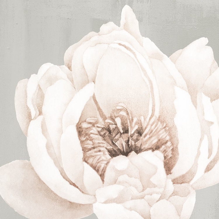 Picture of NEUTRAL PEONY 1
