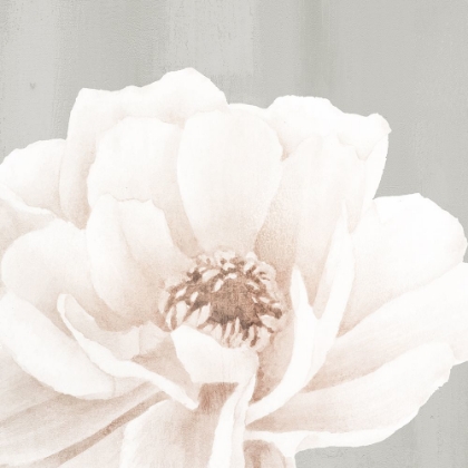 Picture of NEUTRAL PEONY 2