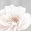 Picture of NEUTRAL PEONY 2