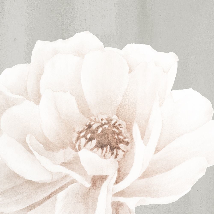 Picture of NEUTRAL PEONY 2