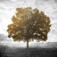 Picture of GOLDEN TREE