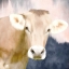 Picture of PINK BUSH COW