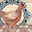 Picture of POULTRY 1