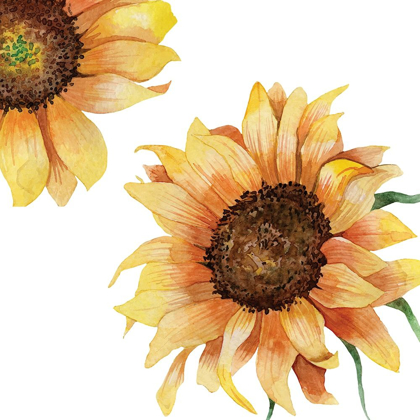 Picture of SUNFLOWER POSTCARD 2 V2