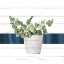 Picture of POTS 1