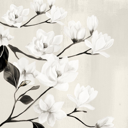 Picture of MAGNOLIAS