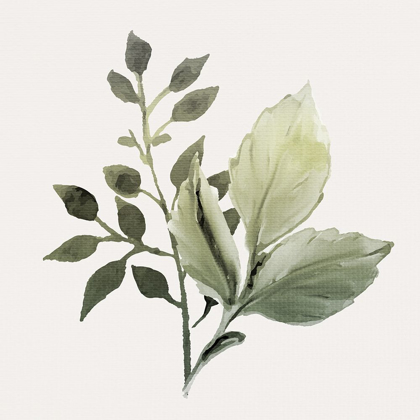 Picture of WATERCOLOR SAGE 2
