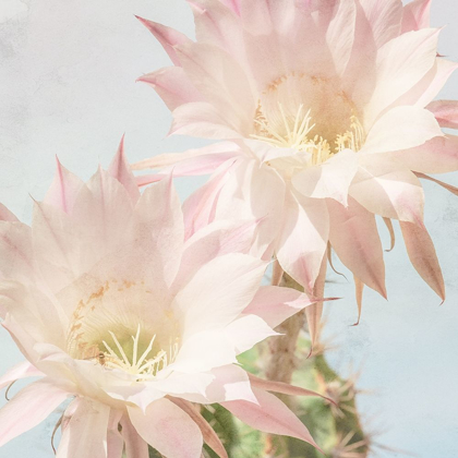 Picture of CACTUS BLOOM