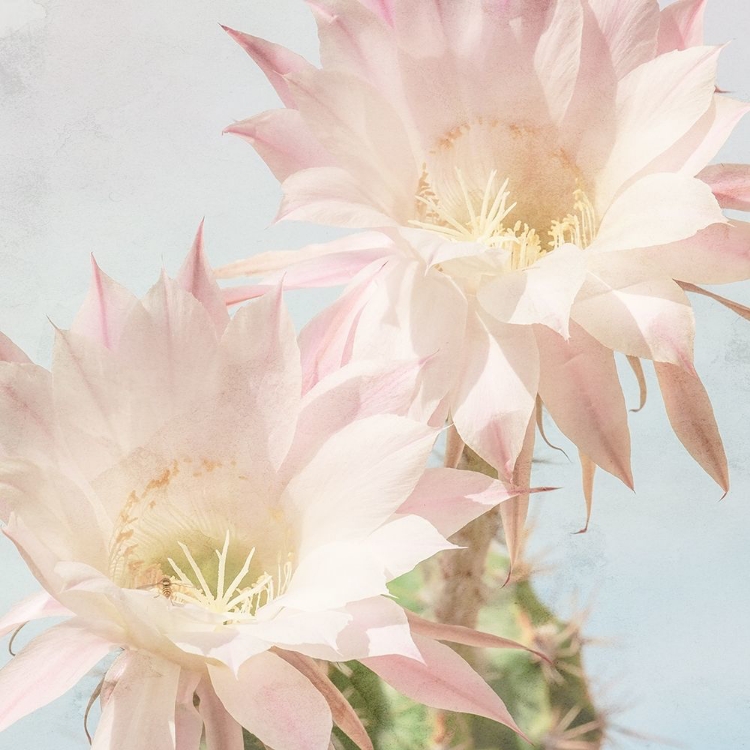 Picture of CACTUS BLOOM