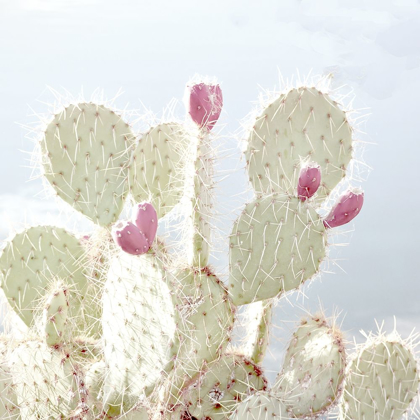 Picture of CACTUS BLOSSOM