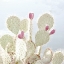 Picture of CACTUS BLOSSOM