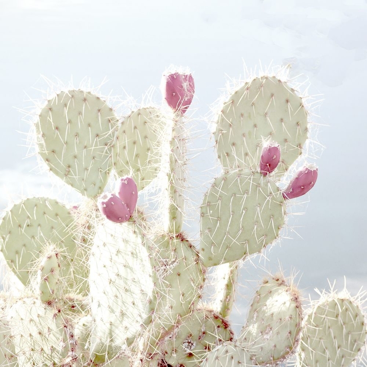 Picture of CACTUS BLOSSOM