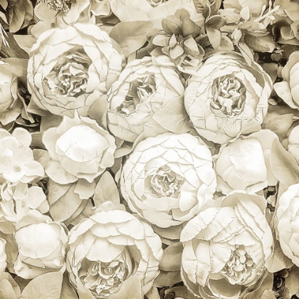Picture of DRIED ROSES