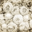 Picture of DRIED ROSES