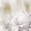 Picture of HIDDEN