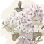 Picture of HYDRANGEA 2 V2