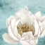 Picture of WHITE PEONY 1