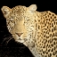 Picture of REFUGE LEOPARD 2 V2