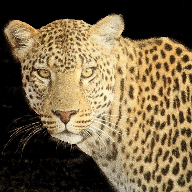 Picture of REFUGE LEOPARD 2 V2