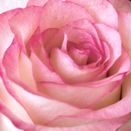 Picture of STRENGTH ROSE 2