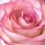 Picture of STRENGTH ROSE 2