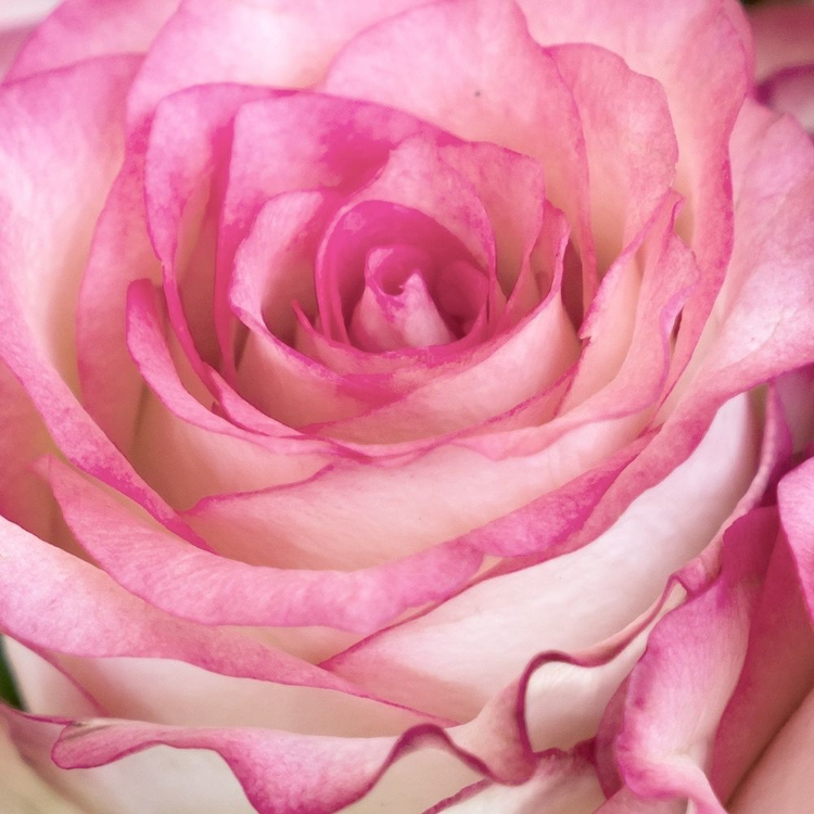 Picture of STRENGTH ROSE 3